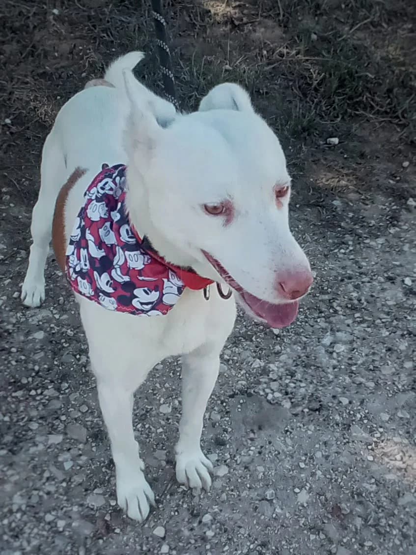 Albino in Portugal, male senior Mixed Breed for adoption at Pro Dog International e.V., Talkau