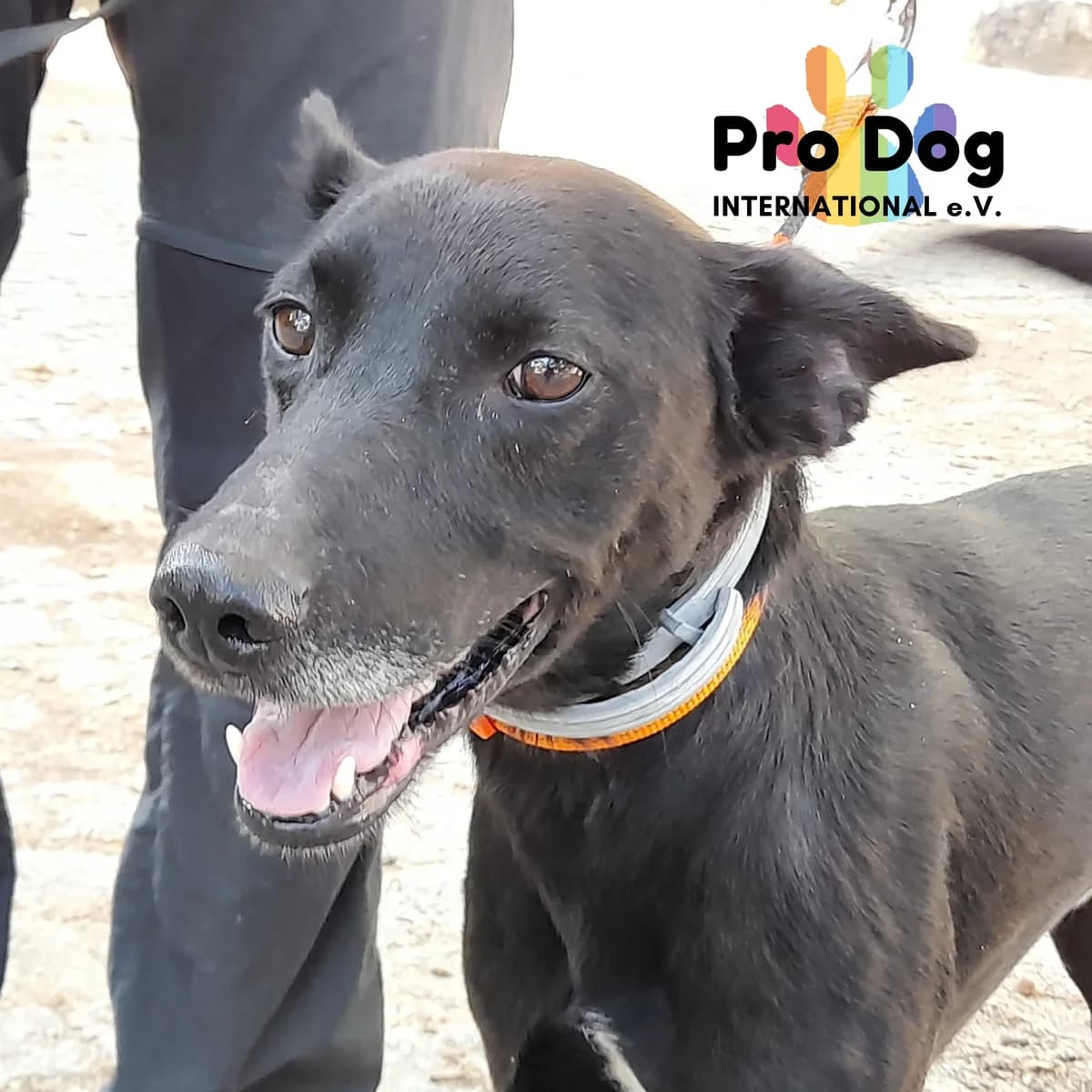 Willybald in Portugal, male senior Podenco for adoption at Pro Dog International e.V., Talkau