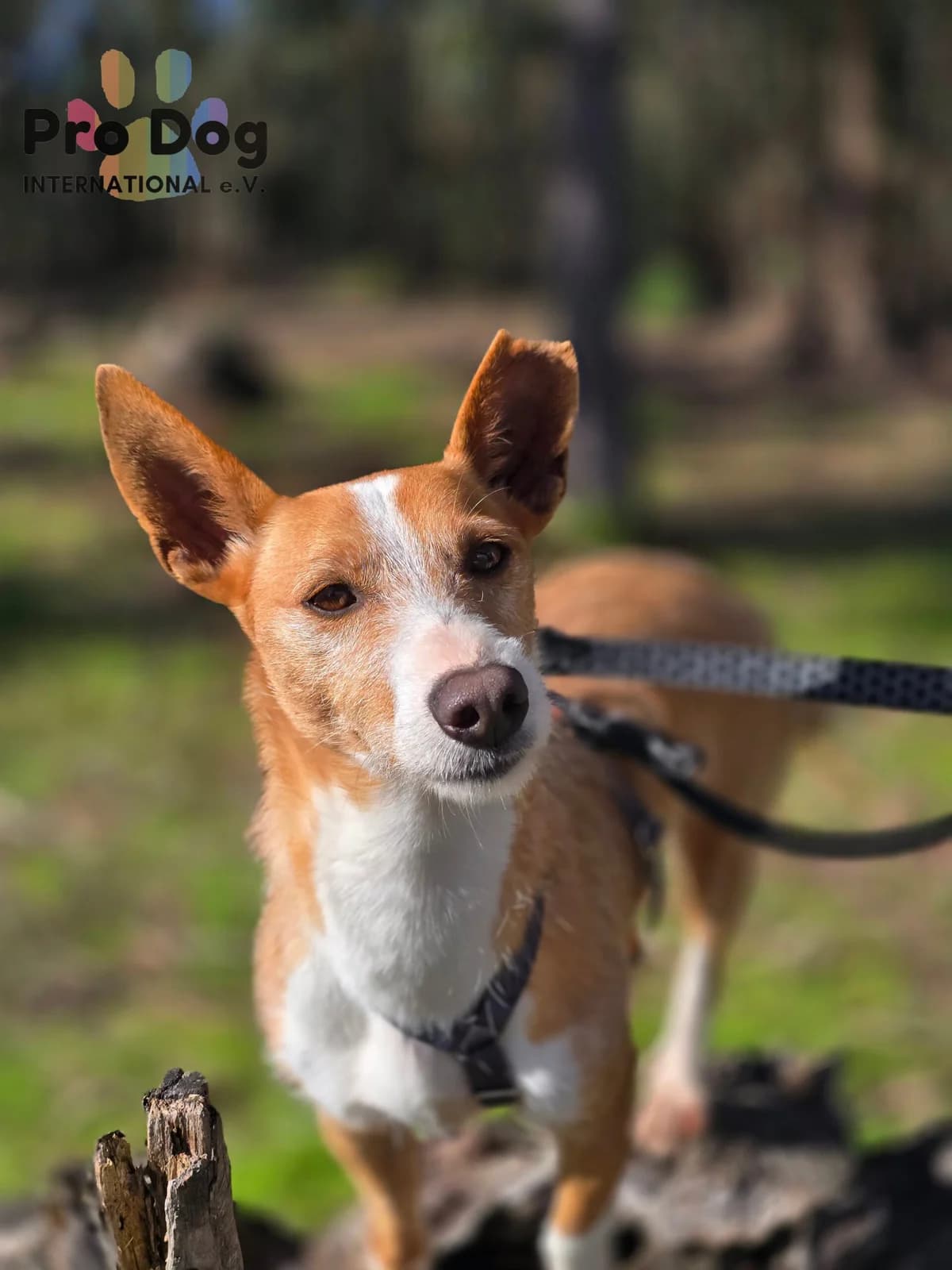 Vincent auf Pflegestelle in 68725 Oftersheim, male Mixed Breed for adoption at Pro Dog International e.V., Talkau