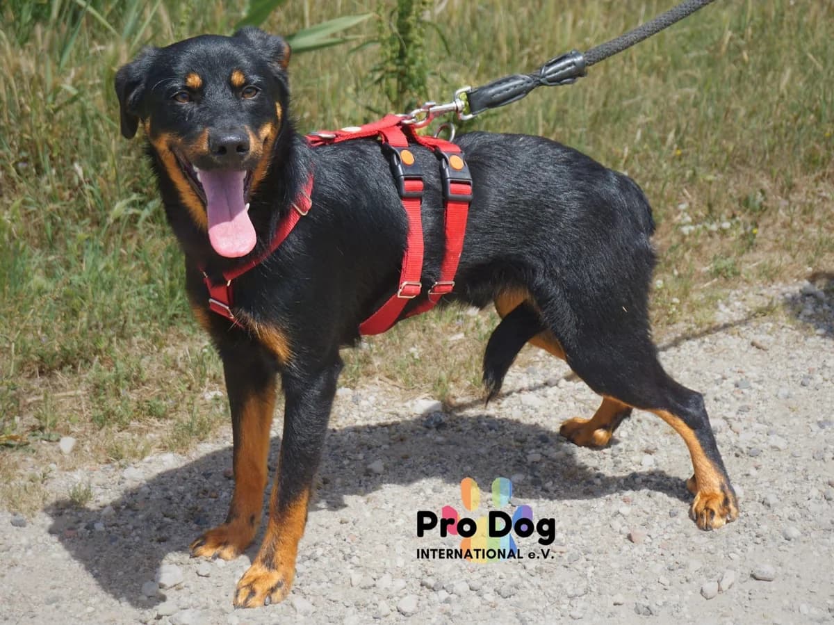 Leon in Portugal, male 4yo Mixed Breed for adoption at Pro Dog International e.V., Talkau
