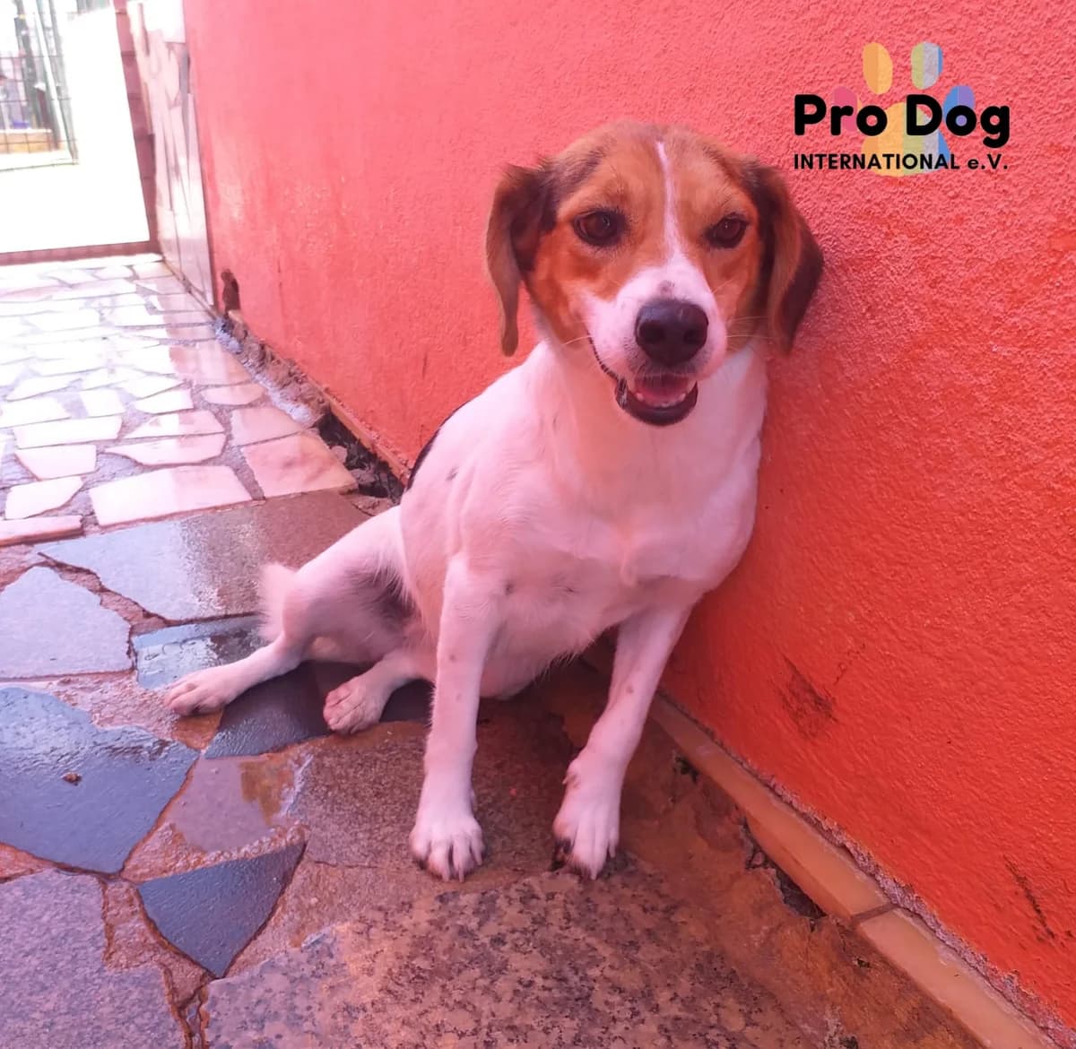 Nia auf Pflegestelle, female Mixed Breed for adoption at Pro Dog International e.V., Talkau