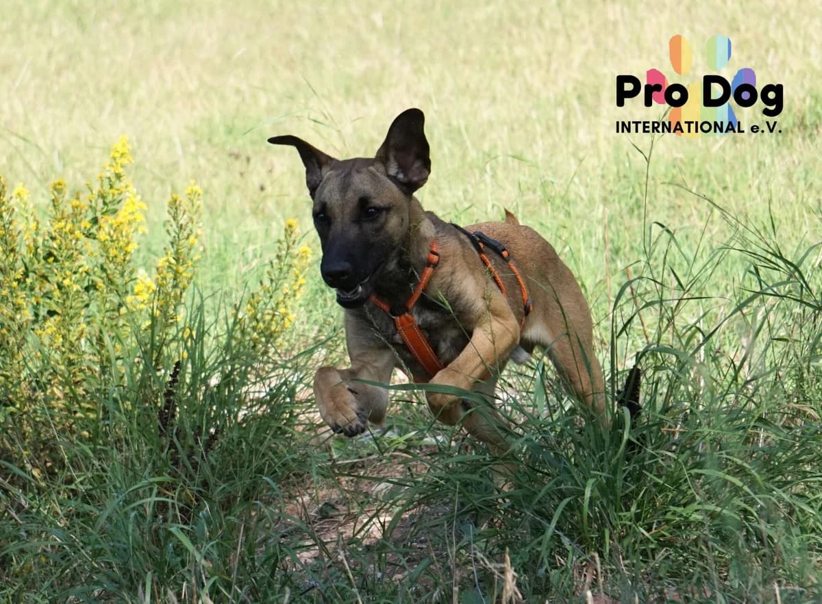 Jack in Portugal, male 3yo Mixed Breed for adoption at Pro Dog International e.V., Talkau