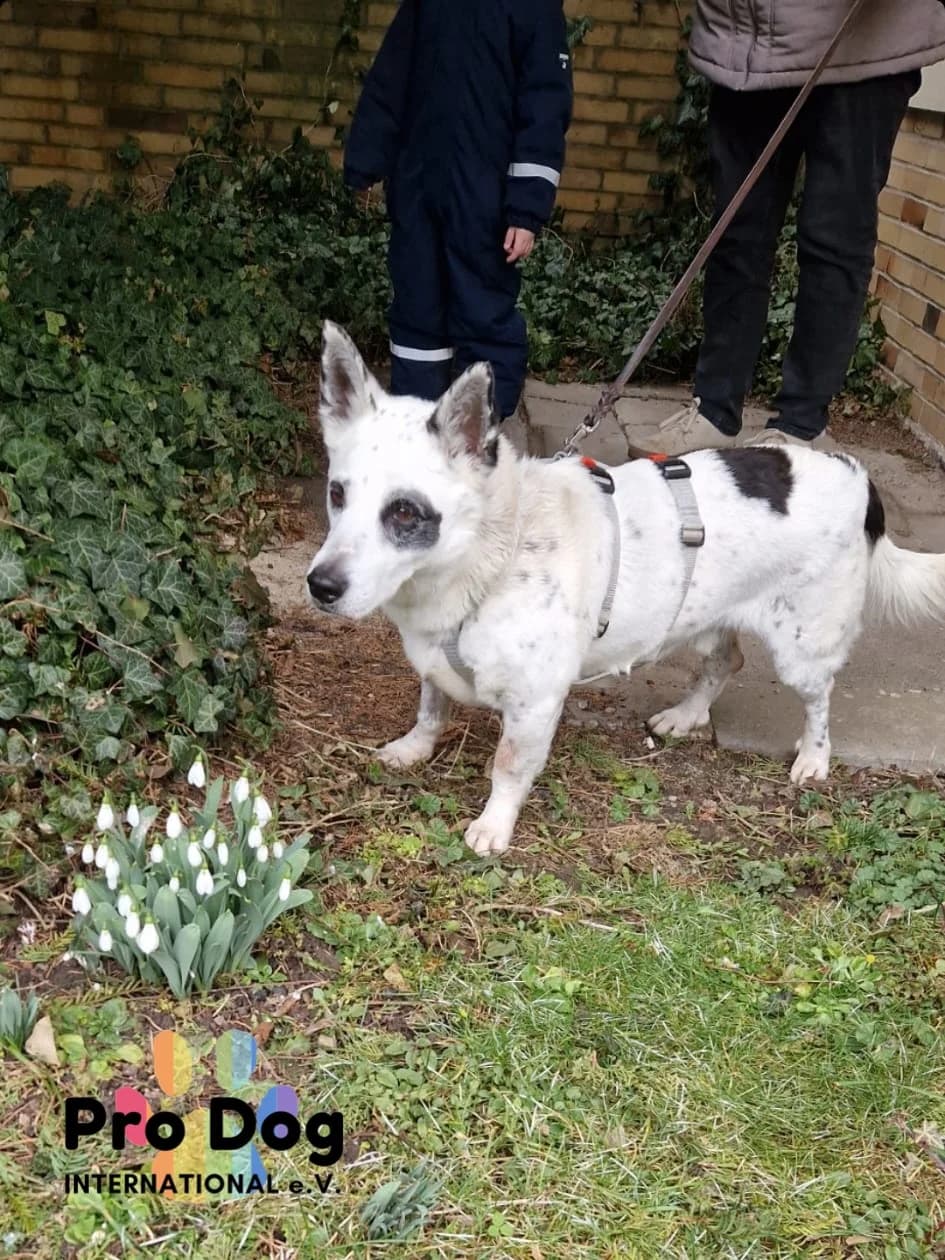 Aiko auf Pflegestelle in 34121 Kassel, male senior Mixed Breed for adoption at Pro Dog International e.V., Talkau