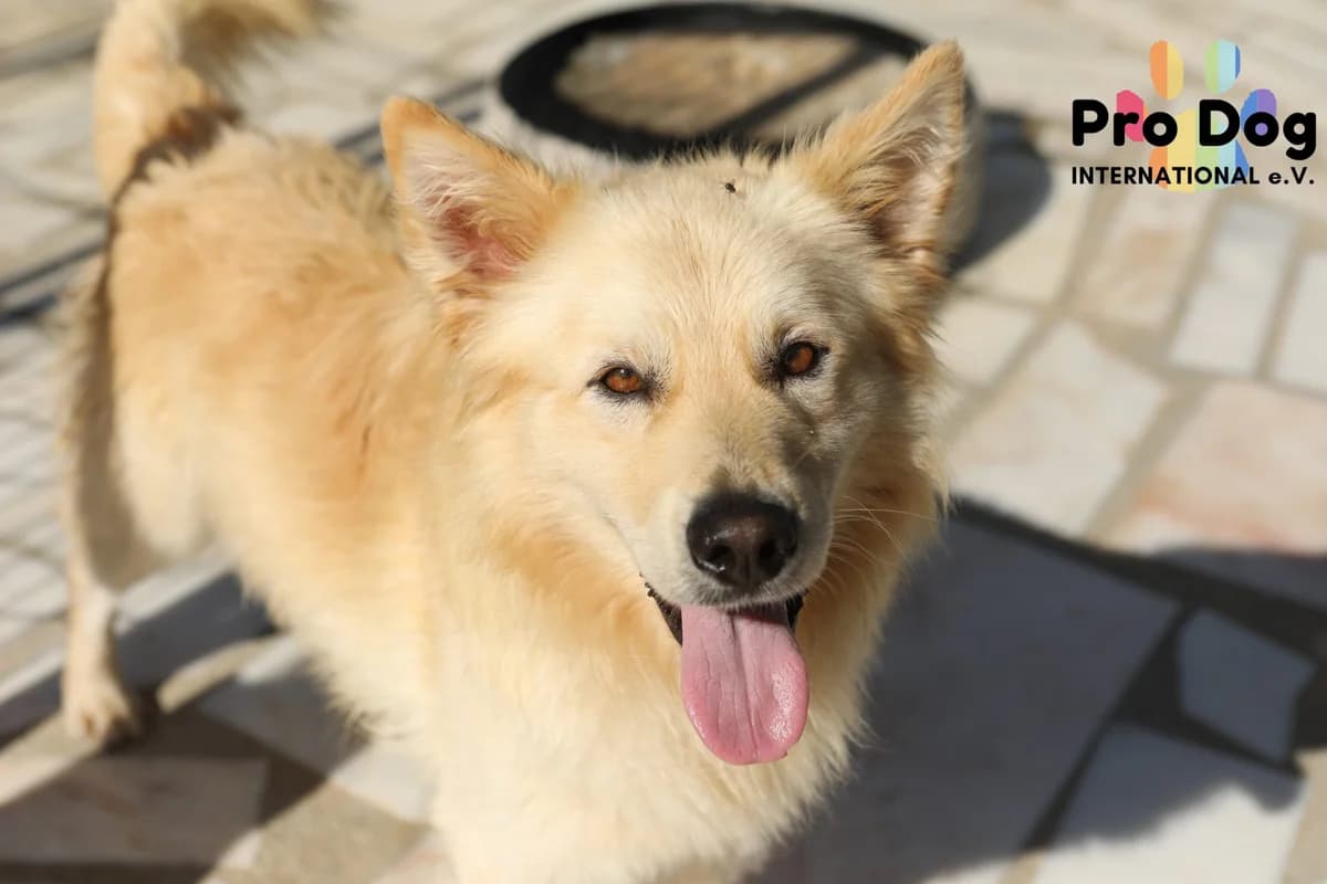 Tim auf Pflegestelle in 23769 Fehmarn, male 4yo Mixed Breed for adoption at Pro Dog International e.V., Talkau