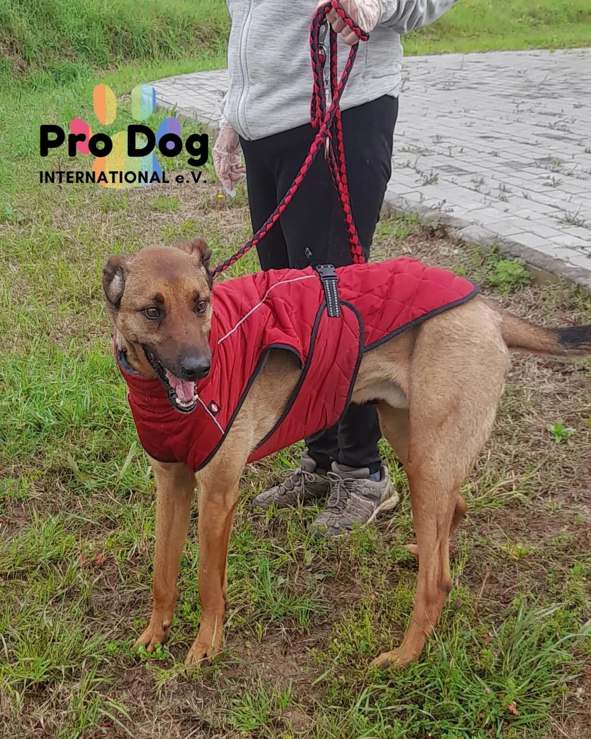 Otto in Portugal, male senior Mixed Breed for adoption at Pro Dog International e.V., Talkau