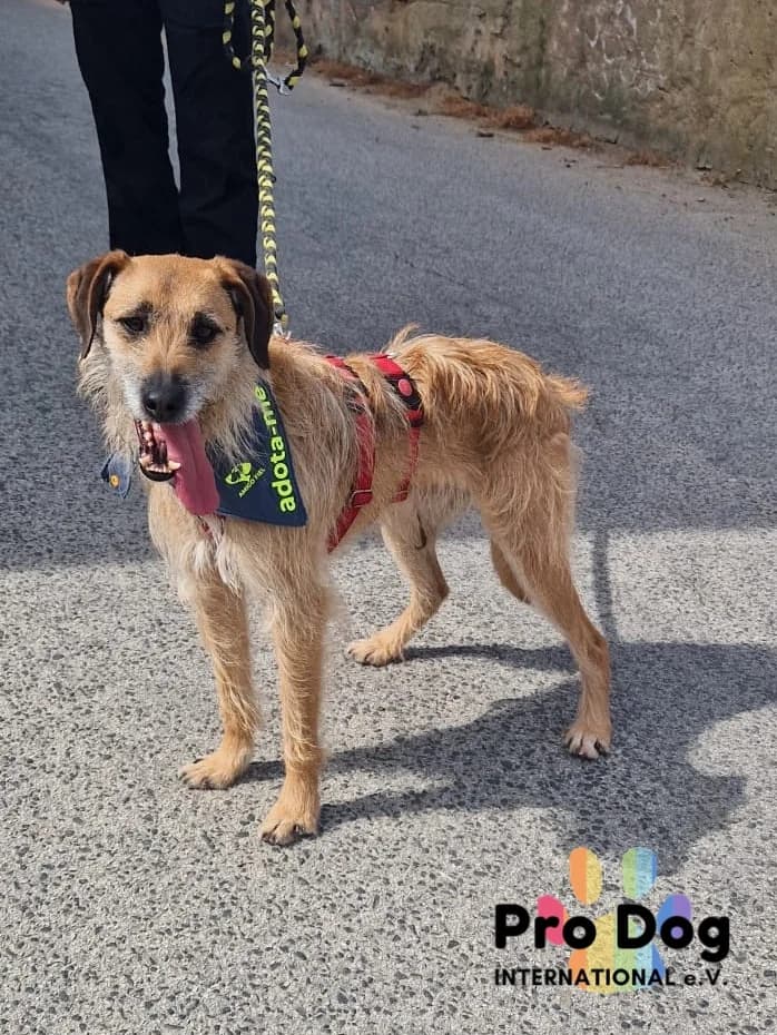 Mailo in Portugal, male 5yo Mixed Breed for adoption at Pro Dog International e.V., Talkau