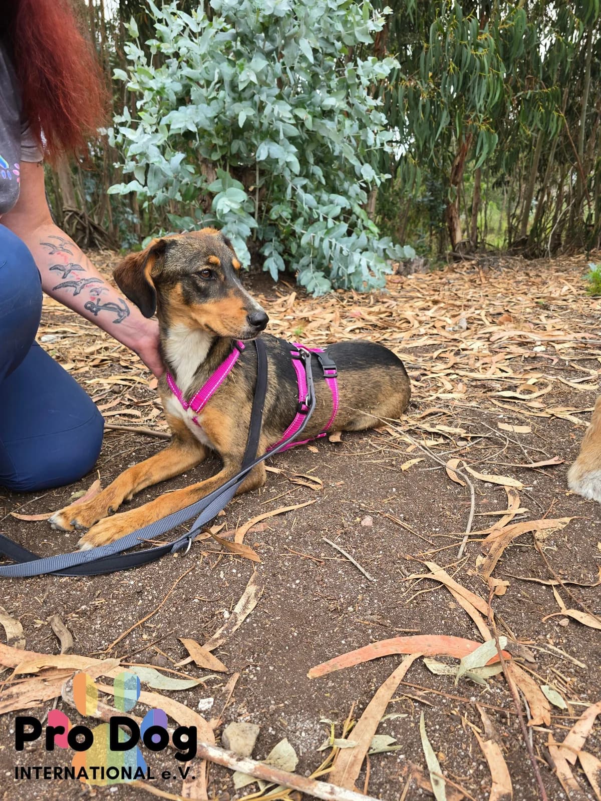 Ronja in Portugal, female young Mixed Breed for adoption at Pro Dog International e.V., Talkau