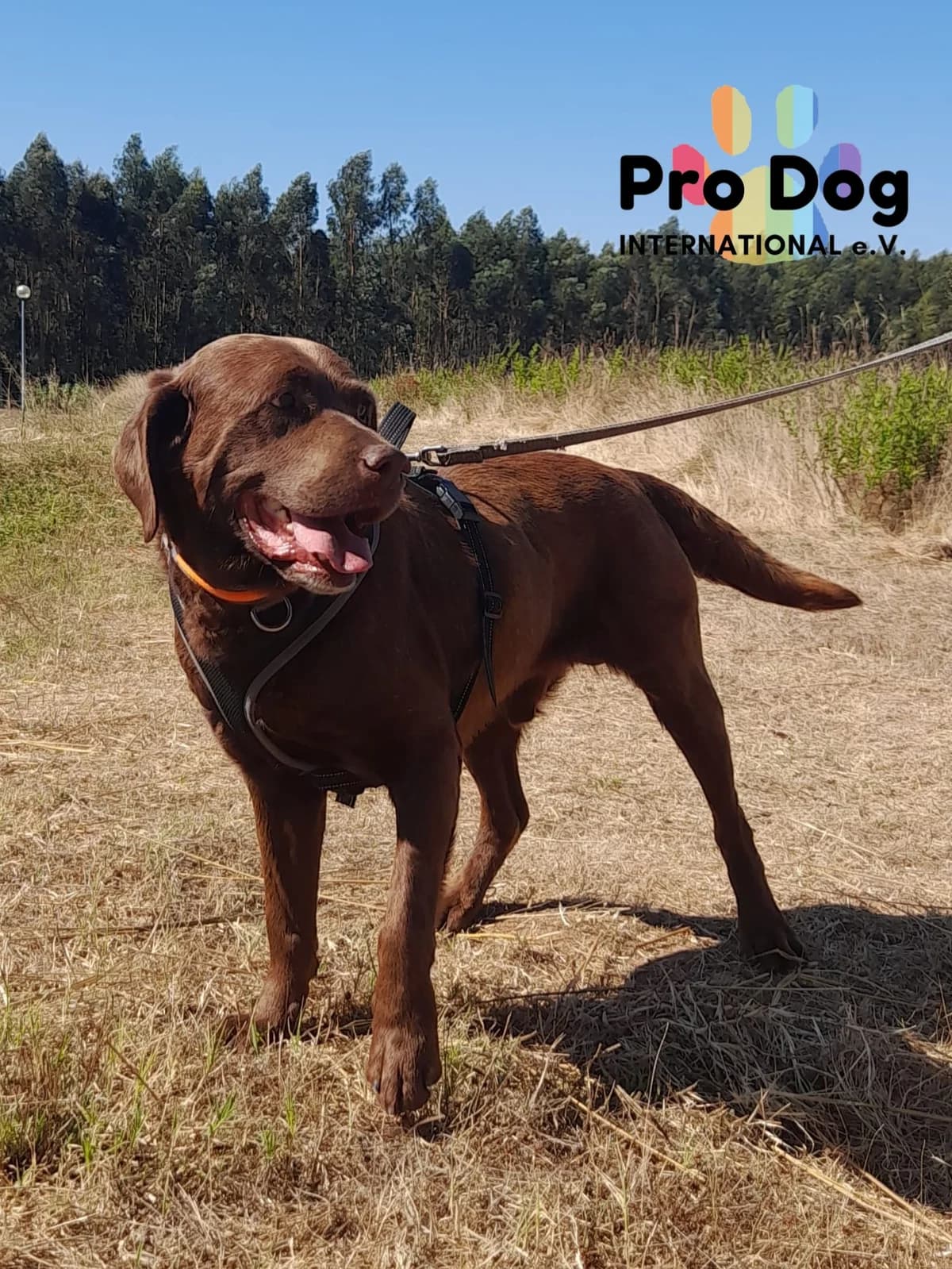Arnie in Portugal, male senior Mixed Breed for adoption at Pro Dog International e.V., Talkau
