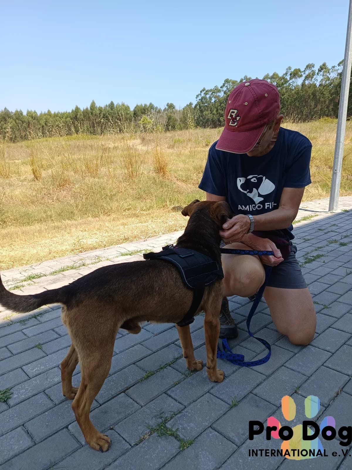 Dexter in Portugal, male senior Mixed Breed for adoption at Pro Dog International e.V., Talkau