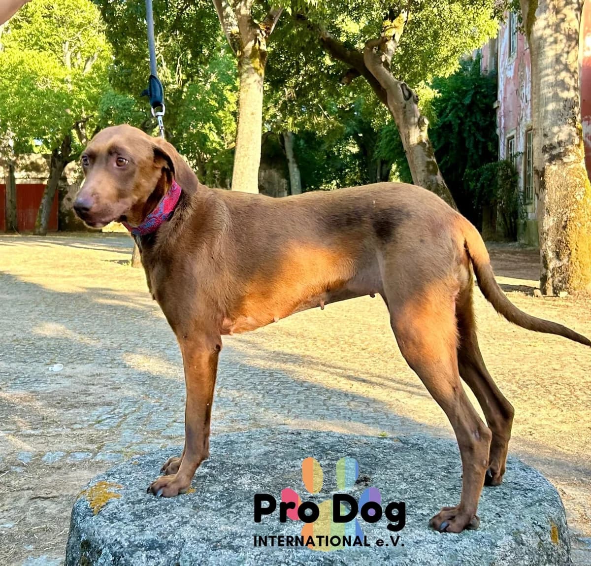 Coco in Portugal, male 6yo Mixed Breed for adoption at Pro Dog International e.V., Talkau