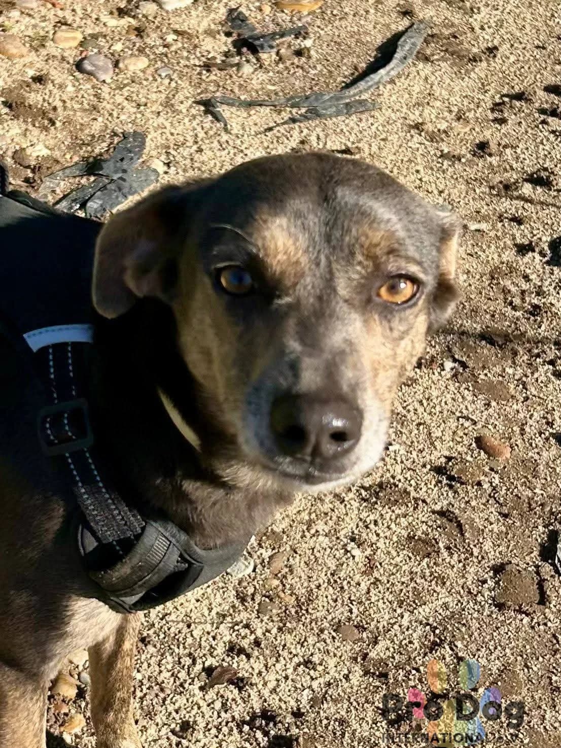 Sophie in Portugal, male 4yo Mixed Breed for adoption at Pro Dog International e.V., Talkau