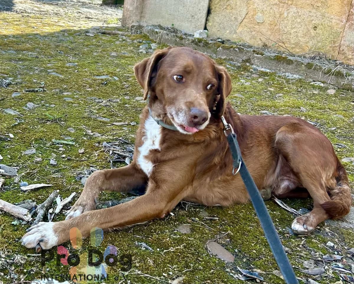 Tarzan in Portugal, male Mixed Breed for adoption at Pro Dog International e.V., Talkau