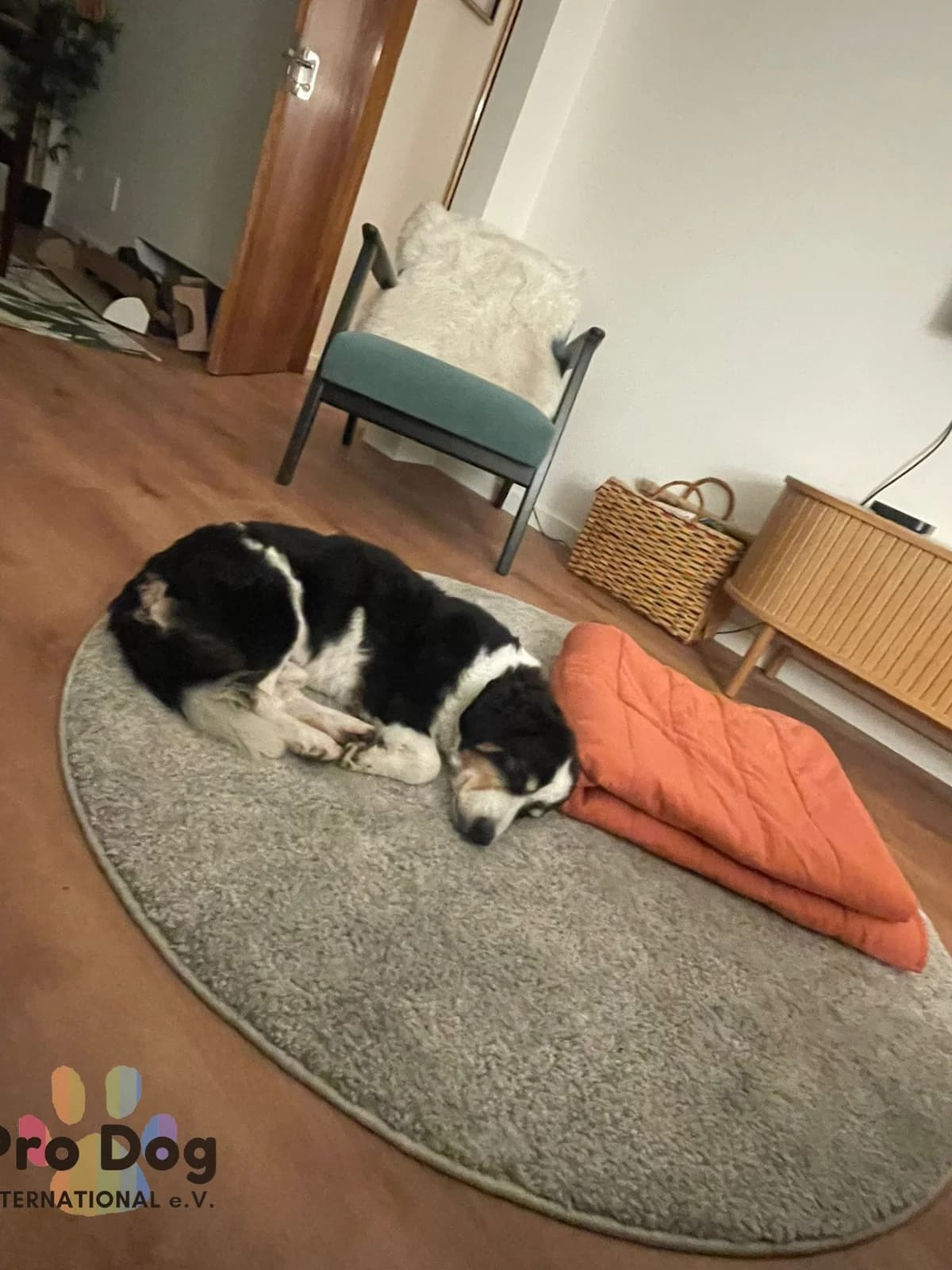Cholda in Portugal, male 3yo Mixed Breed for adoption at Pro Dog International e.V., Talkau
