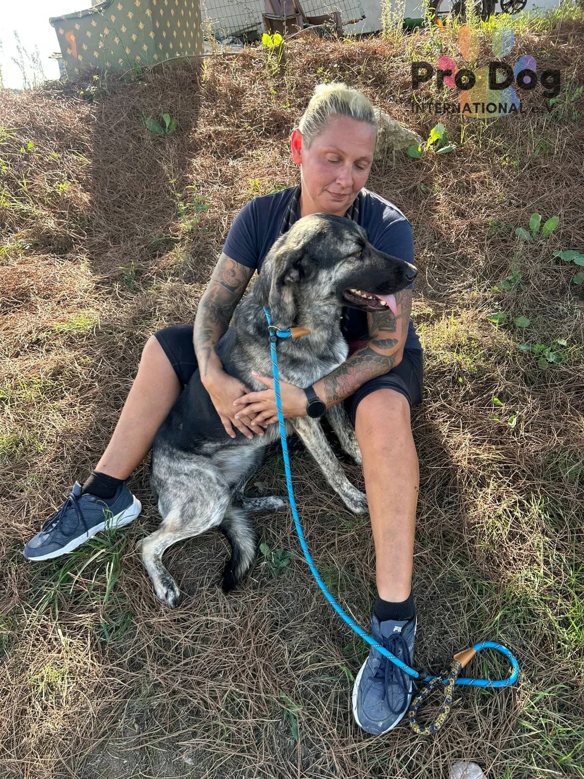 Penny in Portugal, female 3yo Mixed Breed for adoption at Pro Dog International e.V., Talkau