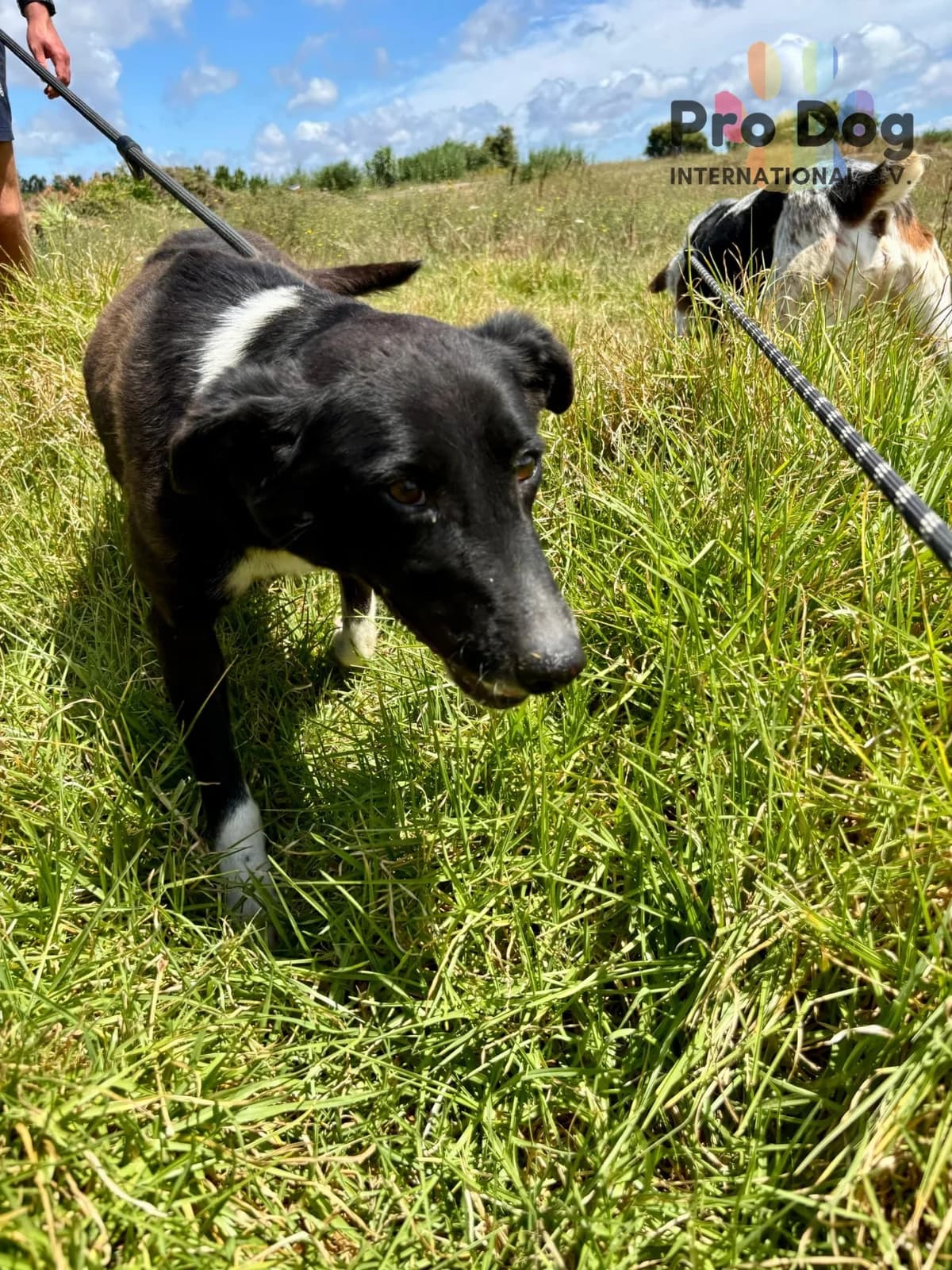 Serena in Portugal, female 5yo Mixed Breed for adoption at Pro Dog International e.V., Talkau