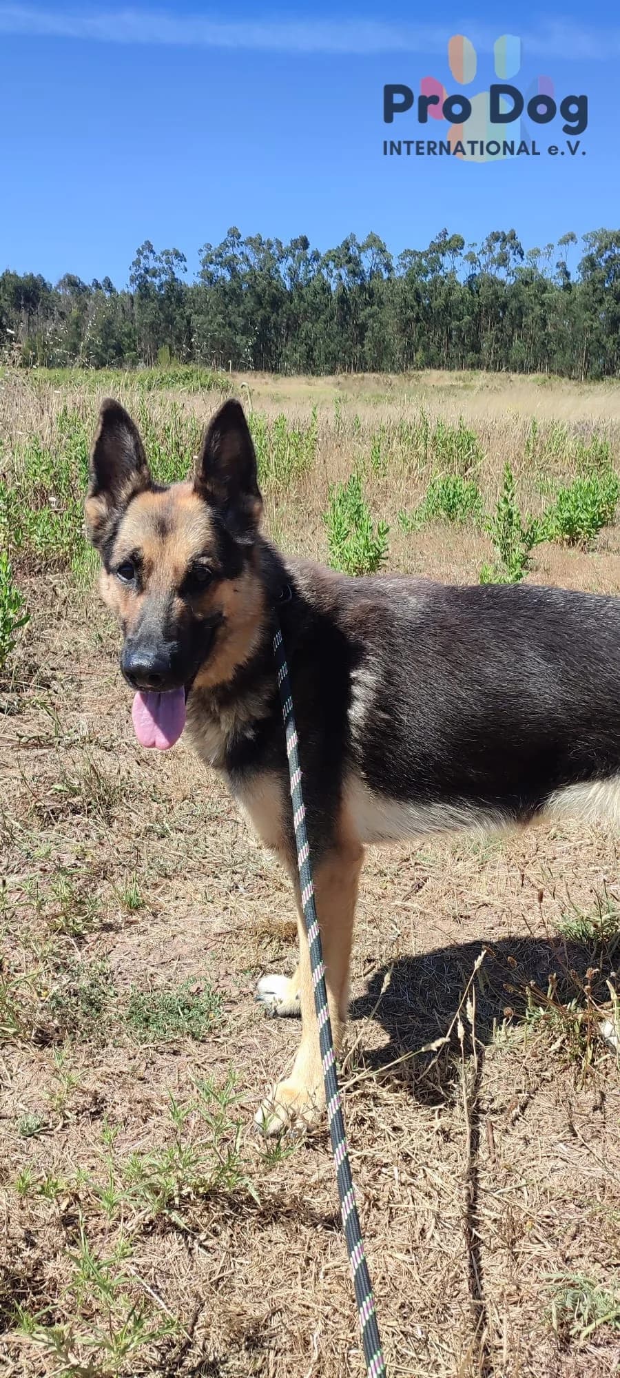 Lory in Portugal, female 7yo Mixed Breed for adoption at Pro Dog International e.V., Talkau