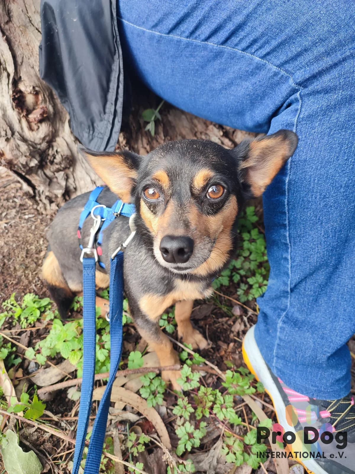 Alwin auf Pflegestelle in 50733 Köln, male 4yo Mixed Breed for adoption at Pro Dog International e.V., Talkau