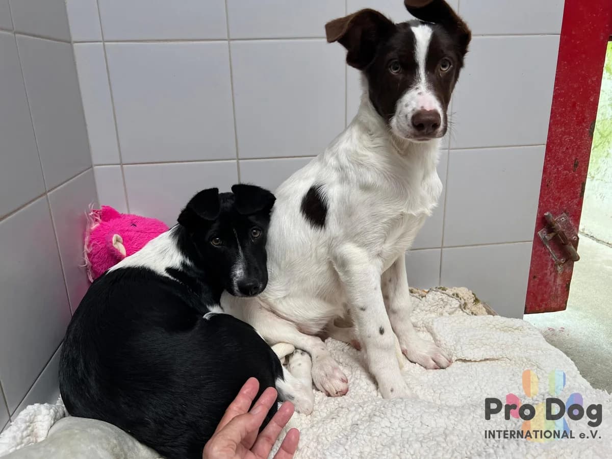 Caro in Portugal, female young Mixed Breed for adoption at Pro Dog International e.V., Talkau
