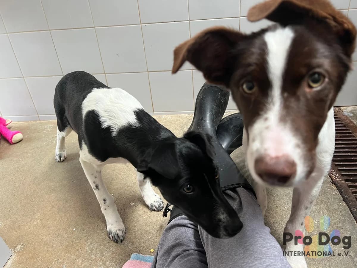 Cleo in Portugal, female young Mixed Breed for adoption at Pro Dog International e.V., Talkau