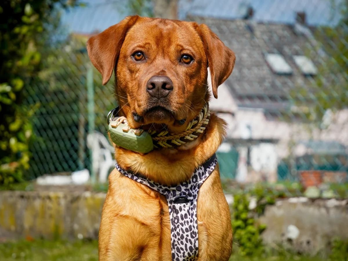 Benno, male young Labrador Retriever for adoption at ProRetriever e.V.