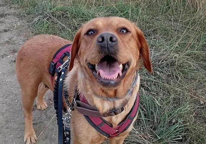 Bonnie, female 3yo Labrador Retriever for adoption at ProRetriever e.V., Bargteheide