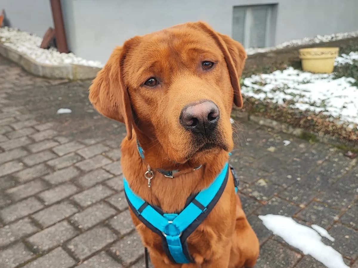 Boomer, male young Labrador Retriever for adoption at ProRetriever e.V., Bargteheide