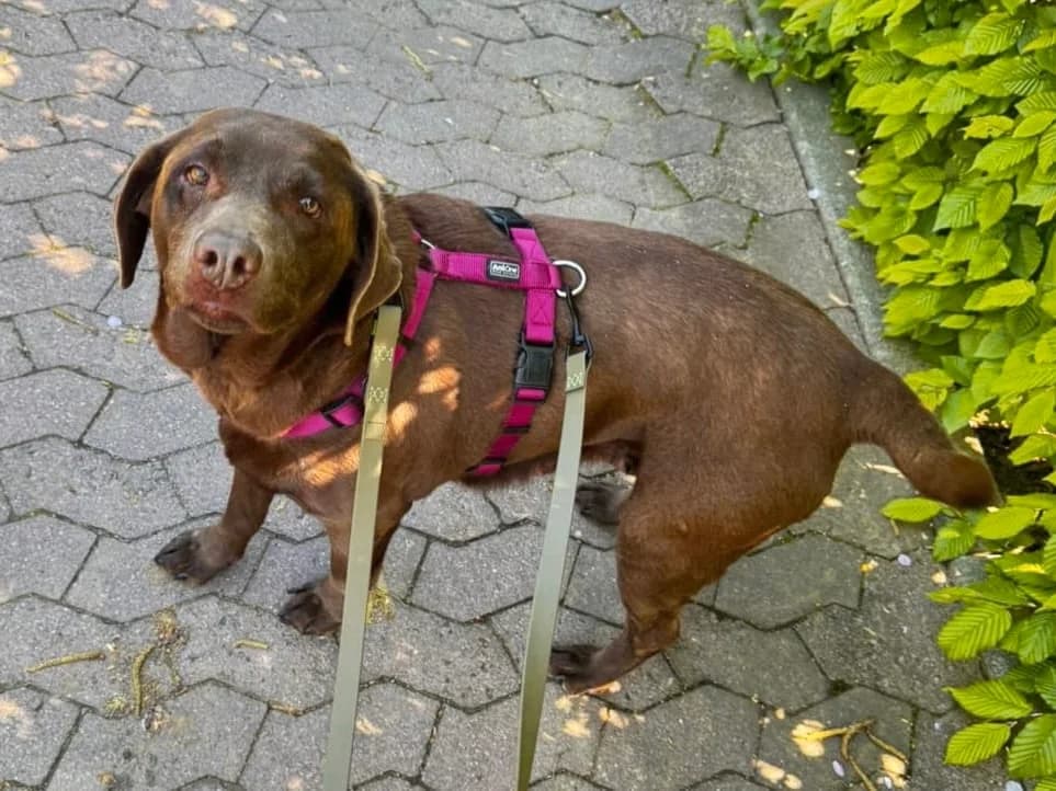 Candy, female senior Labrador Retriever for adoption at ProRetriever e.V., Bargteheide