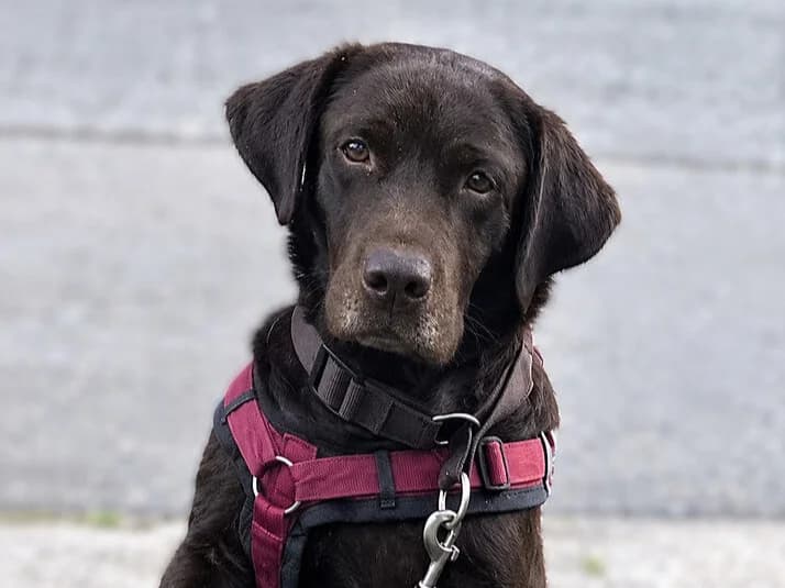 Cleo, female 6yo Labrador Retriever for adoption at ProRetriever e.V., Bargteheide