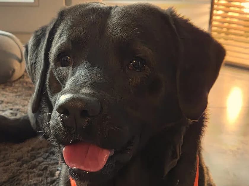 Danito, male 5yo Labrador Retriever for adoption at ProRetriever e.V., Bargteheide