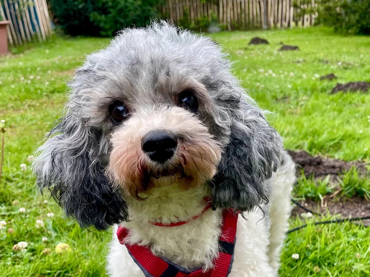 Fanny, female 4yo Poodle for adoption at ProRetriever e.V., Bargteheide