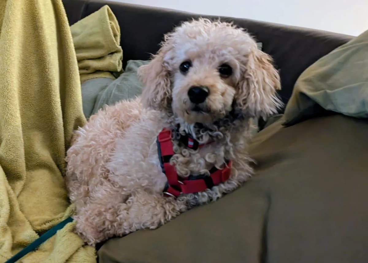 Fienchen, female 6yo Poodle for adoption at ProRetriever e.V., Bargteheide