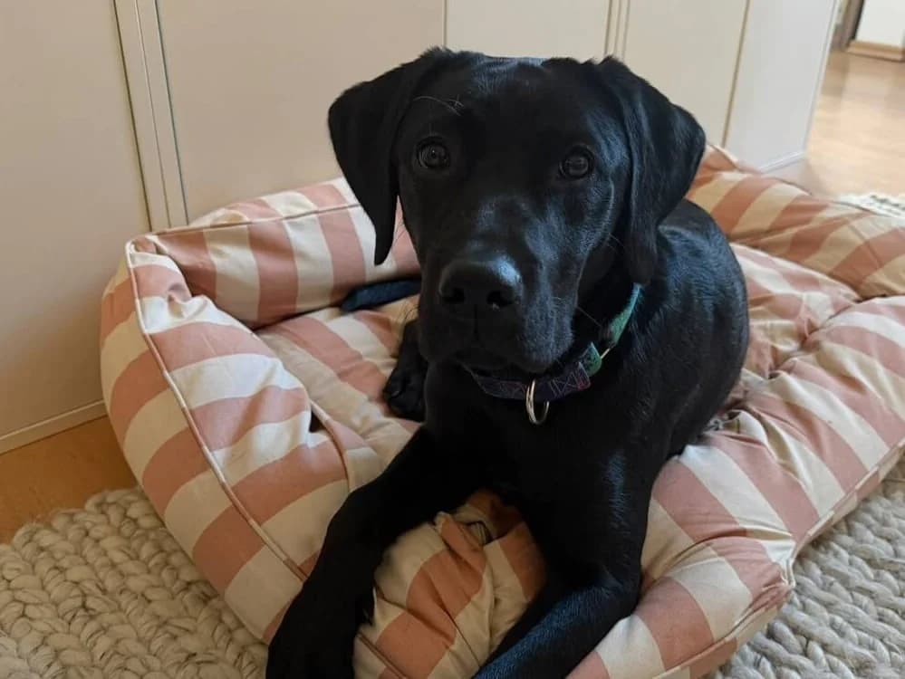Freya, female puppy Labrador Retriever for adoption at ProRetriever e.V., Bargteheide