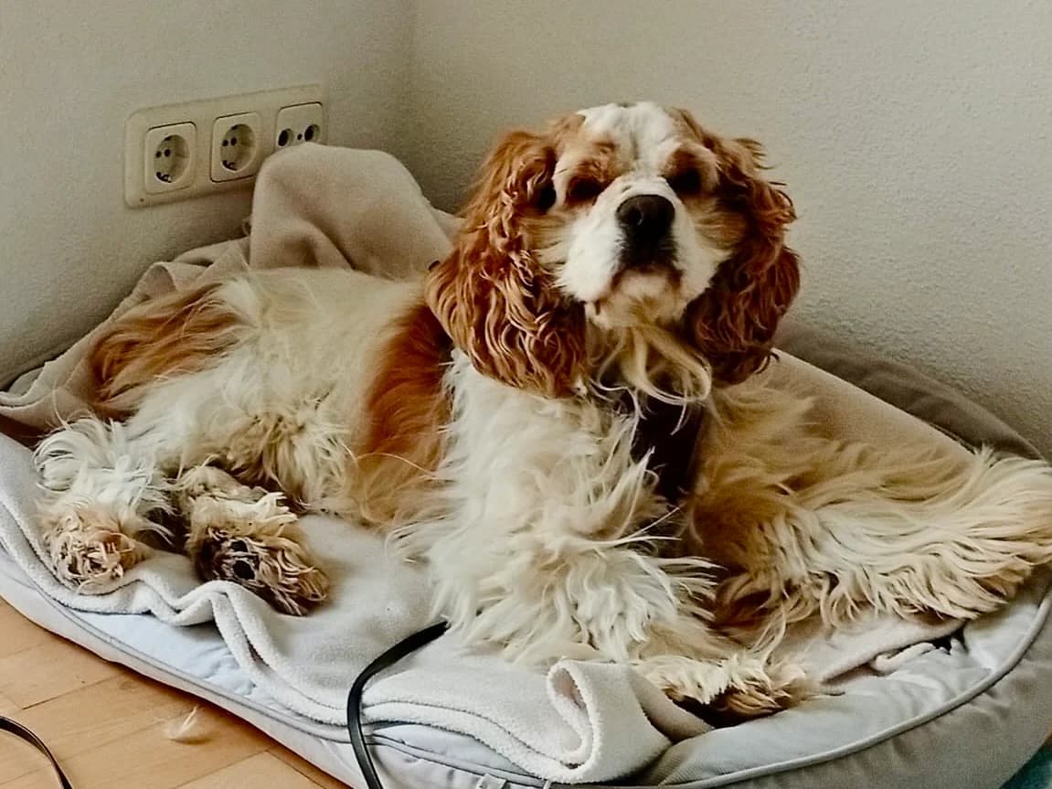 Honey, female 6yo Cocker Spaniel for adoption at ProRetriever e.V., Bargteheide
