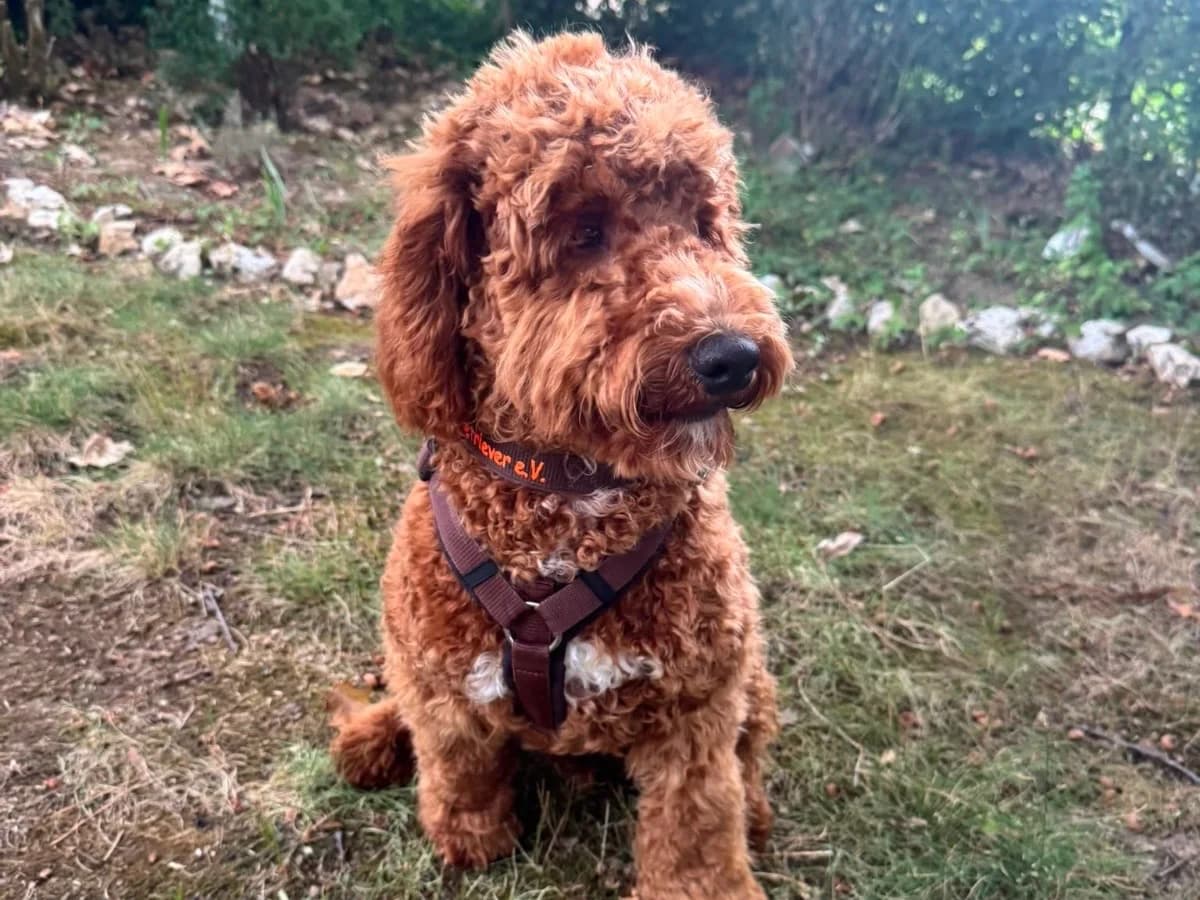 Jaro, male puppy Goldendoodle for adoption at ProRetriever e.V., Bargteheide