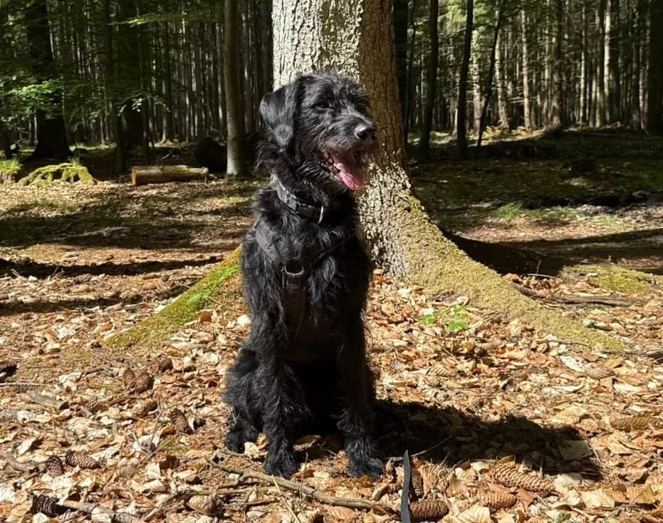 Lenny, male young Labradoodle for adoption at ProRetriever e.V., Bargteheide