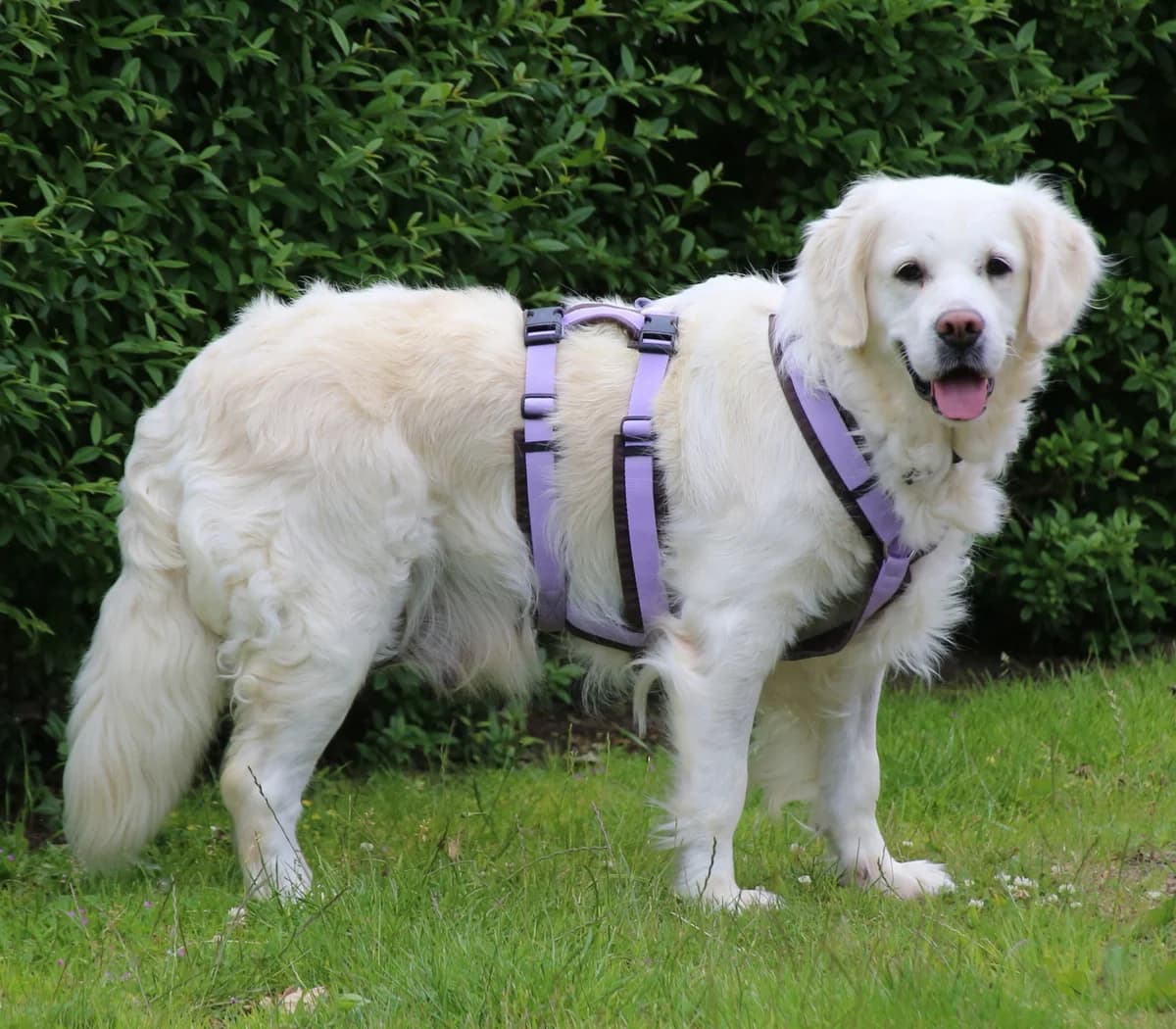 Lesia, golden female 5yo Golden Retriever for adoption at ProRetriever e.V., Bargteheide
