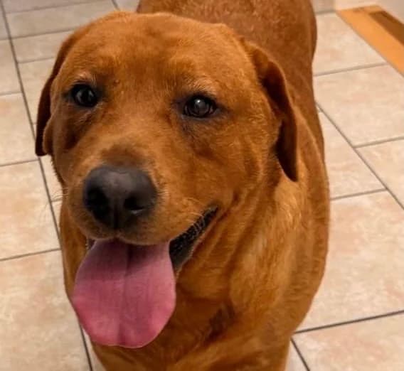 Lia, female 5yo Labrador Retriever for adoption at ProRetriever e.V., Bargteheide