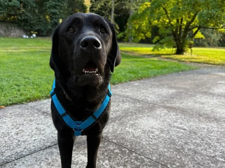 Lino, male young Labrador Retriever for adoption at ProRetriever e.V., Bargteheide