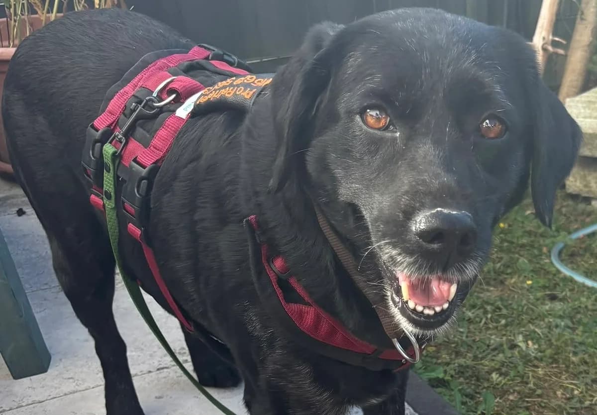 Lola, female 6yo Labrador Retriever for adoption at ProRetriever e.V., Bargteheide