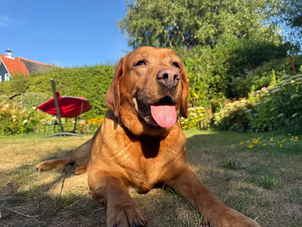 Lovis, female senior Labrador Retriever for adoption at ProRetriever e.V., Bargteheide