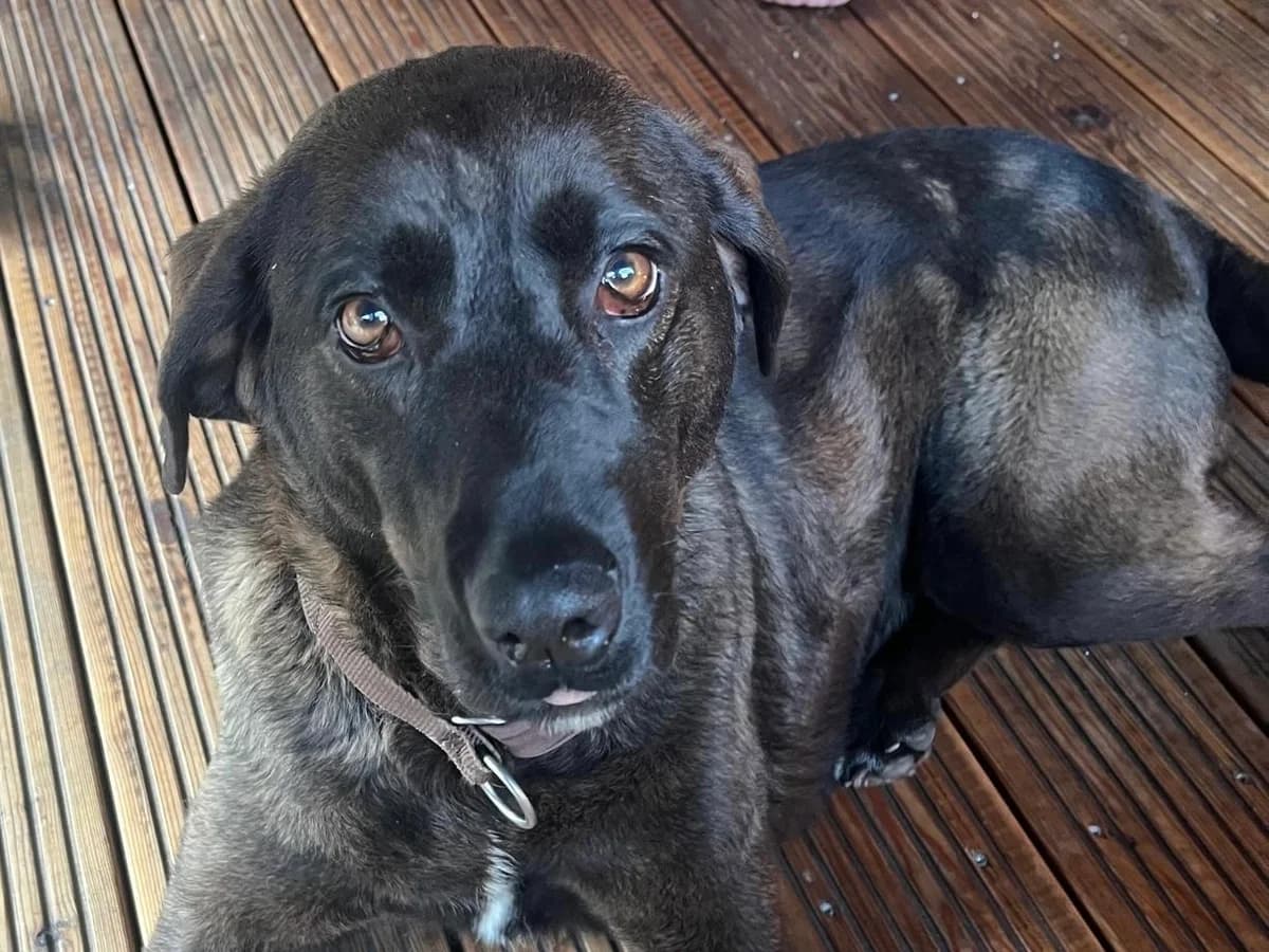 Minou, female 3yo Rhodesian Ridgeback for adoption at ProRetriever e.V., Bargteheide