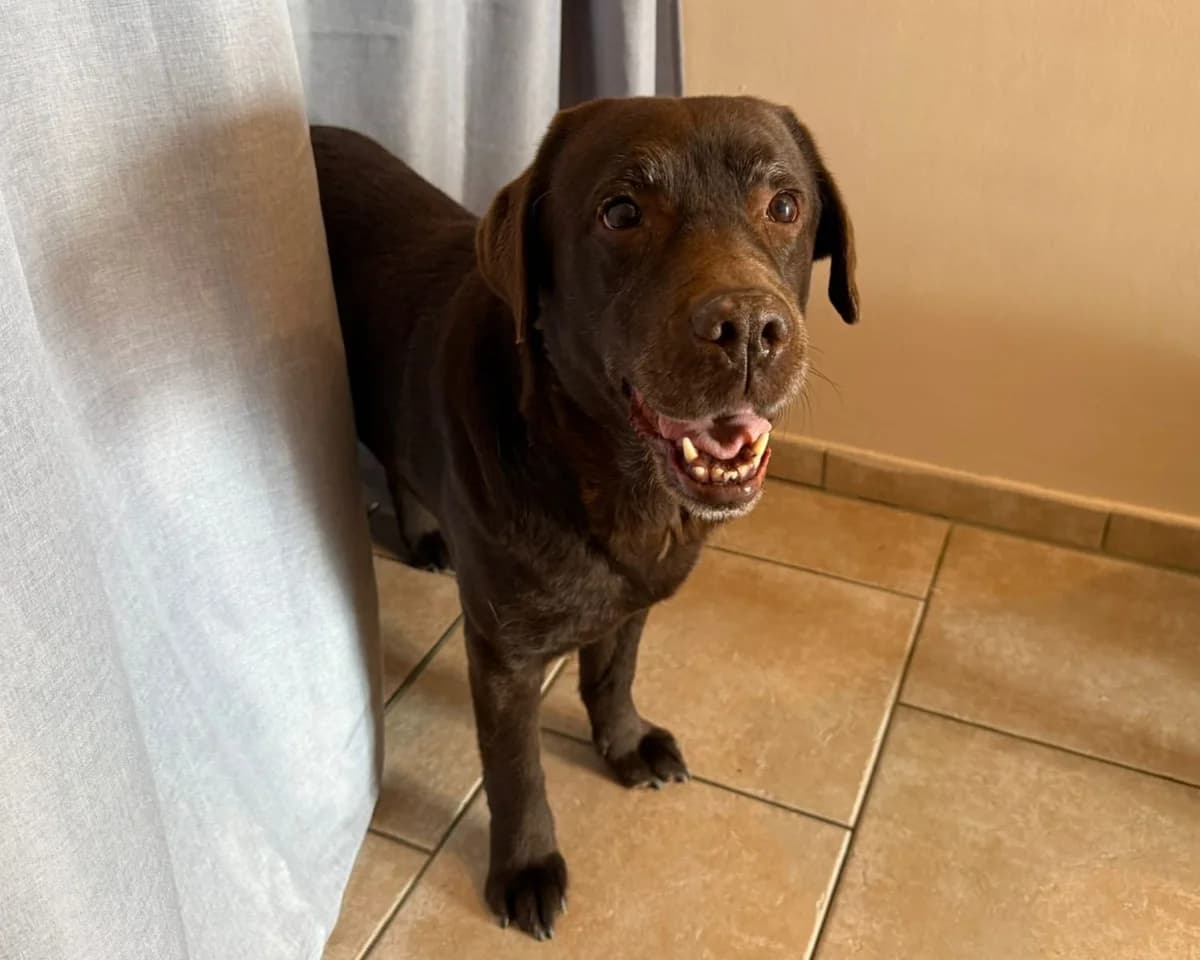 Nala, female senior Labrador Retriever for adoption at ProRetriever e.V., Bargteheide