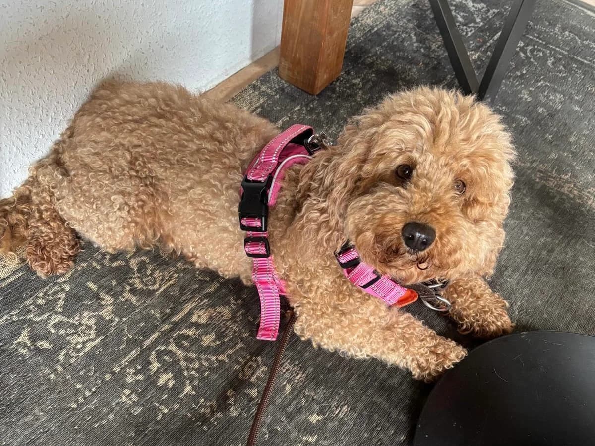 Peggy, female 4yo Poodle for adoption at ProRetriever e.V.