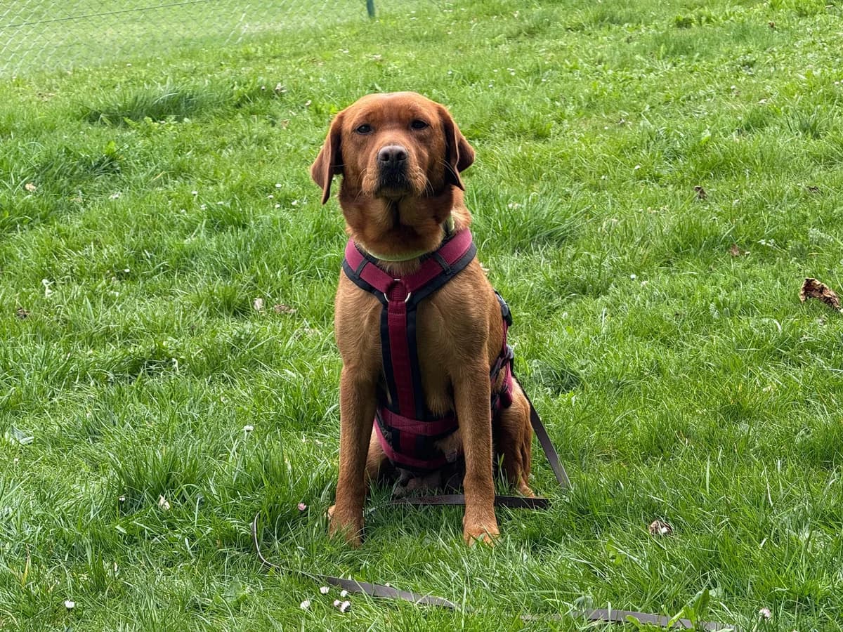 Queenie, female 4yo Labrador Retriever for adoption at ProRetriever e.V.