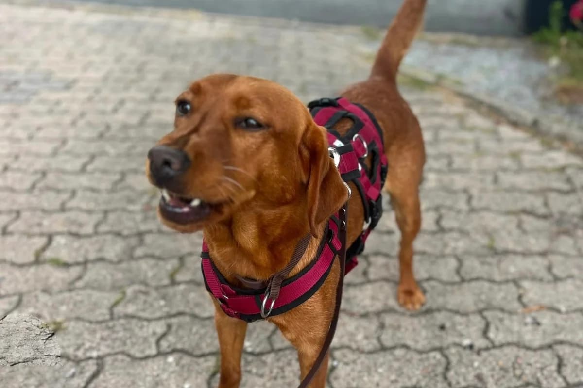 Sally, female 3yo Labrador Retriever for adoption at ProRetriever e.V., Bargteheide