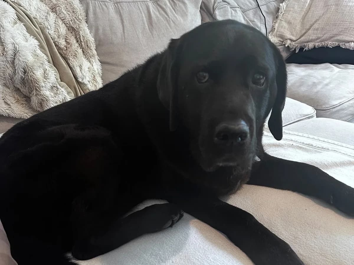 Sally, female senior Labrador Retriever for adoption at ProRetriever e.V., Bargteheide