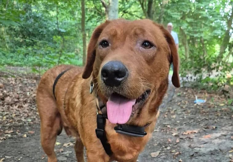 Selma, female 4yo Labrador Retriever for adoption at ProRetriever e.V., Bargteheide