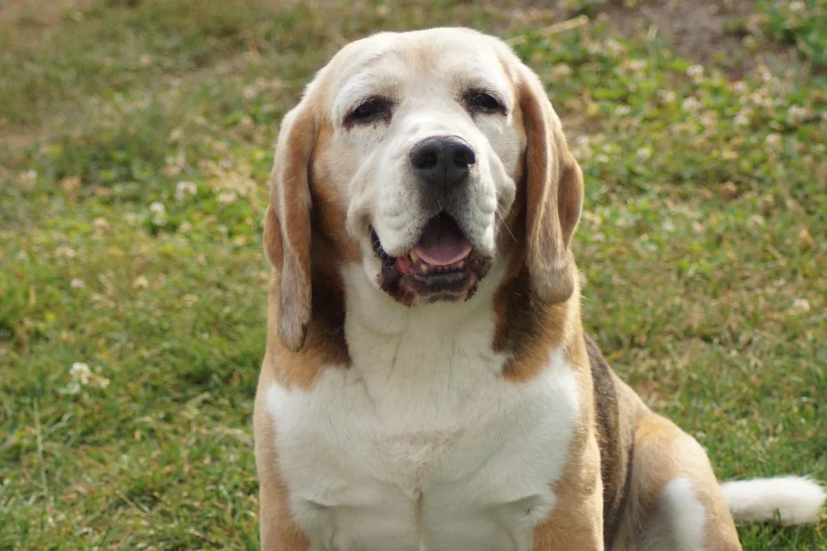 Seppel, male senior Beagle for adoption at ProRetriever e.V., Bargteheide