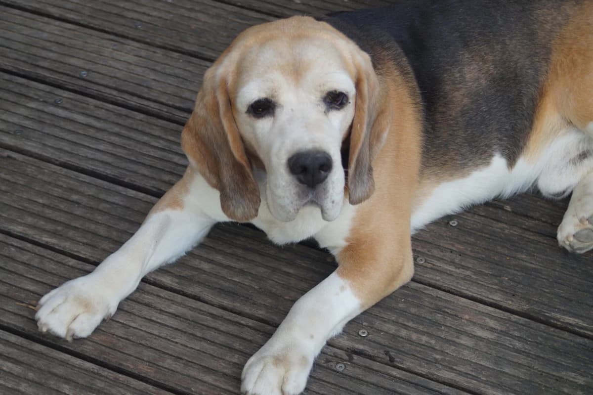 Seppel, male senior Beagle for adoption at ProRetriever e.V., Bargteheide