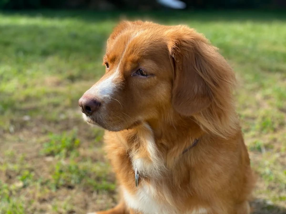 Stacey, female 6yo Nova Scotia Duck Tolling Retriever for adoption at ProRetriever e.V., Bargteheide